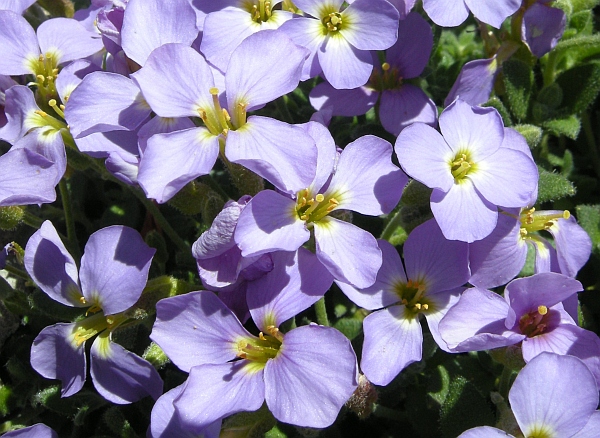 Aubrieta columnae / Aubrezia di Colonna
