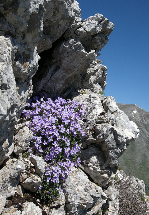 Aubrieta columnae / Aubrezia di Colonna