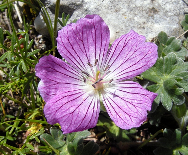 Geranium austroapenninum (=G.cinereum) / Geranio cenerino