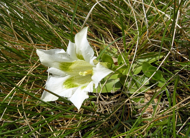 Gentiana dinarica bianca