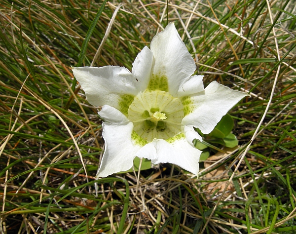 Gentiana dinarica bianca