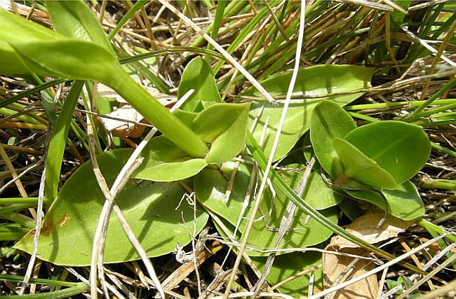 Gentiana dinarica bianca