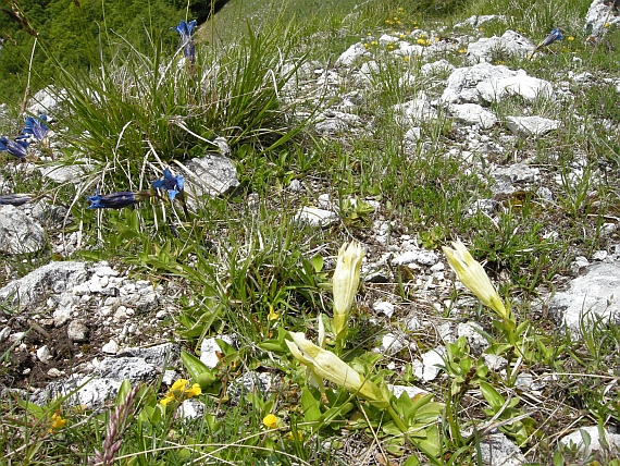 Gentiana dinarica bianca