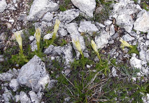 Gentiana dinarica bianca