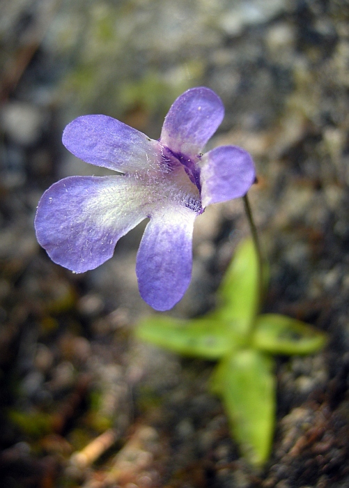 Pinguicula vallis-regiae F. Conti e Peruzzi