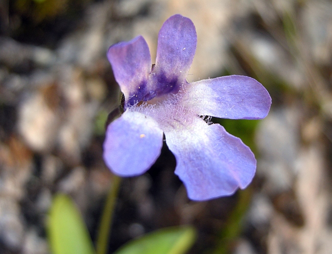 Pinguicula vallis-regiae F. Conti e Peruzzi