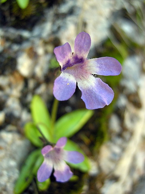 Pinguicula vallis-regiae F. Conti e Peruzzi