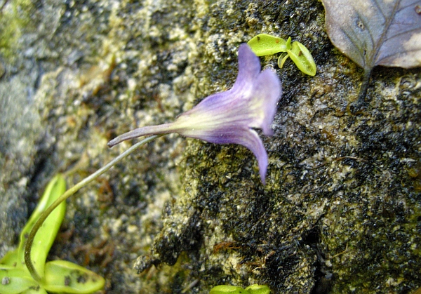 Pinguicula vallis-regiae F. Conti e Peruzzi