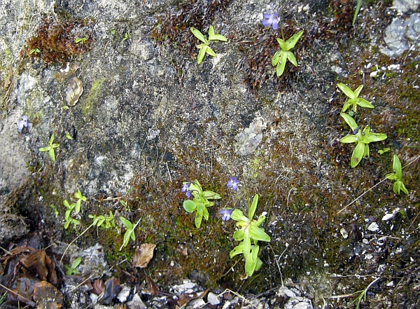 Pinguicula vallis-regiae F. Conti e Peruzzi