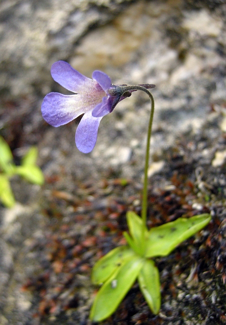 Pinguicula vallis-regiae F. Conti e Peruzzi