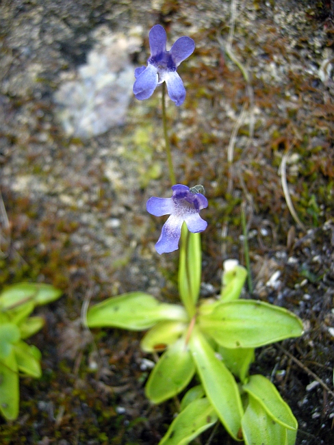 Pinguicula vallis-regiae F. Conti e Peruzzi