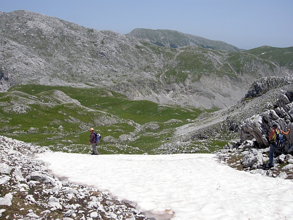 Piccoli coleotteri nella neve