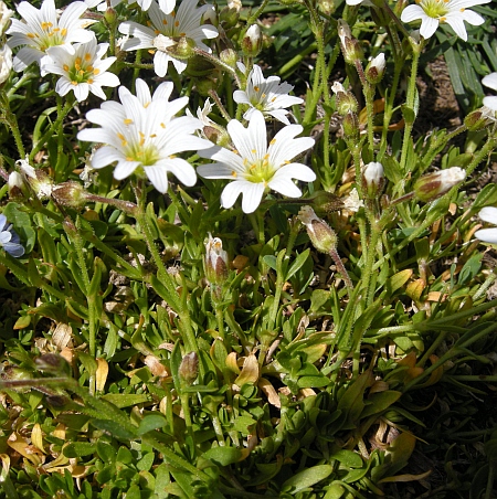 Cerastium?