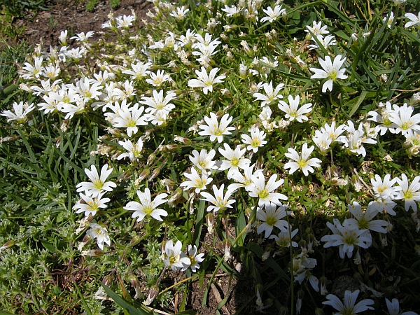 Cerastium?