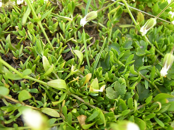 Cerastium?
