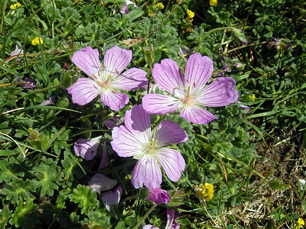 Geranium austroapenninum (=G.cinereum) / Geranio cenerino