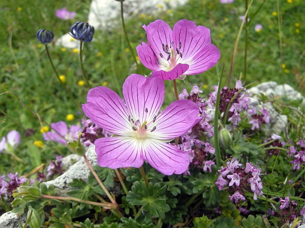 Geranium austroapenninum (=G.cinereum) / Geranio cenerino