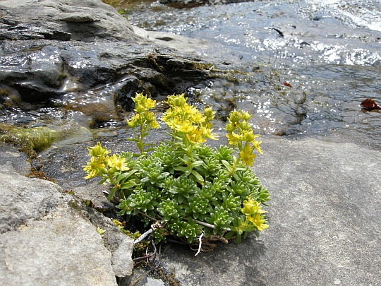 Saxifraga aizoides / Sassifraga autunnale