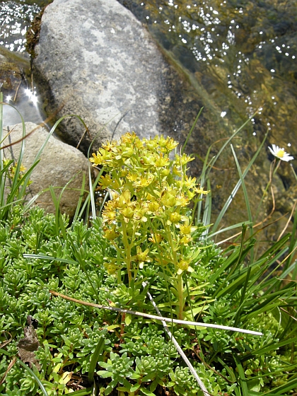 Saxifraga aizoides / Sassifraga autunnale
