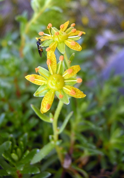 Saxifraga aizoides / Sassifraga autunnale
