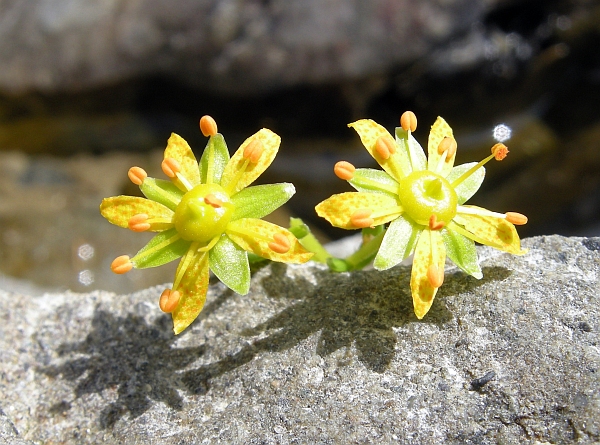 Saxifraga aizoides / Sassifraga autunnale