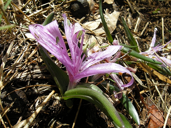 Colchicum bulbocodium subsp. versicolor / Bulbocodio a fiori variegati