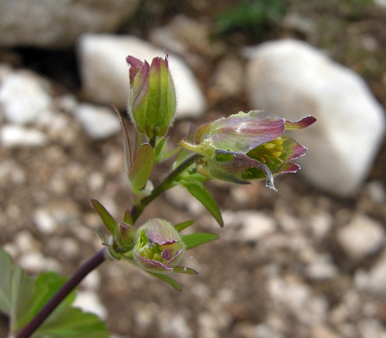 da determinare - Aquilegia