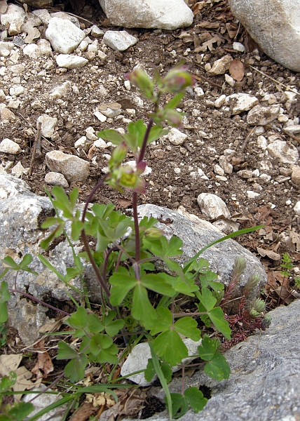 da determinare - Aquilegia