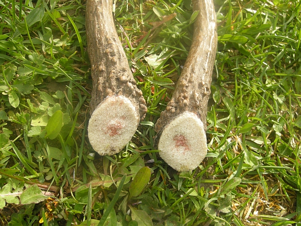 palchi raccolti