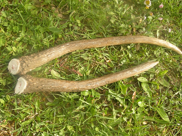 palchi raccolti