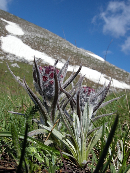 La Montagnola  (1939 m) - Villetta Barrea (Aq)