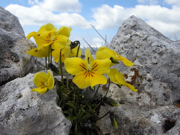 La Montagnola  (1939 m) - Villetta Barrea (Aq)