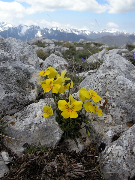 La Montagnola  (1939 m) - Villetta Barrea (Aq)