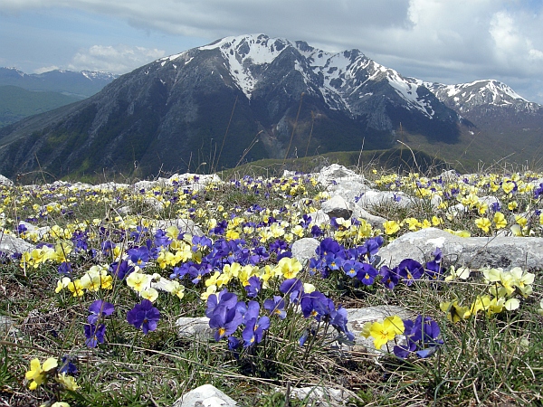 La Montagnola  (1939 m) - Villetta Barrea (Aq)