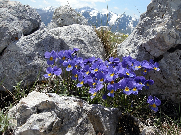 La Montagnola  (1939 m) - Villetta Barrea (Aq)