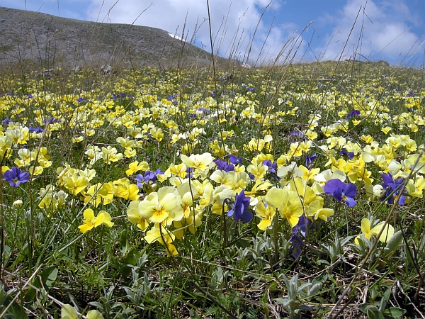 La Montagnola  (1939 m) - Villetta Barrea (Aq)