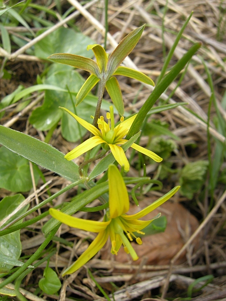 Gagea lutea / Gagea gialla