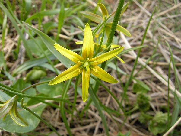 Gagea lutea / Gagea gialla