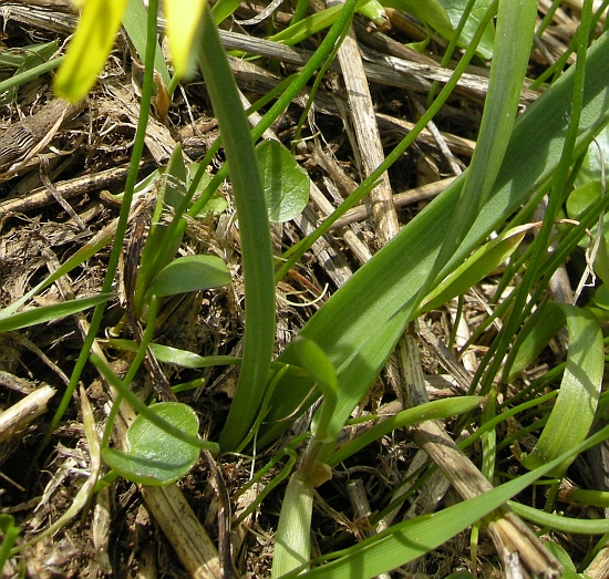 Gagea lutea / Gagea gialla