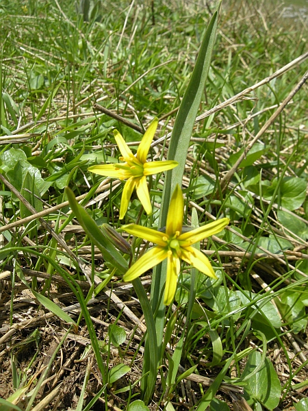 Gagea lutea / Gagea gialla
