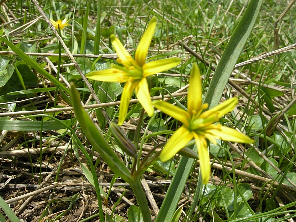 Gagea lutea / Gagea gialla