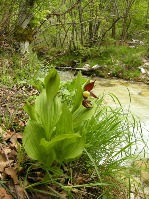 Cypripedium calceolus dell''Abruzzo