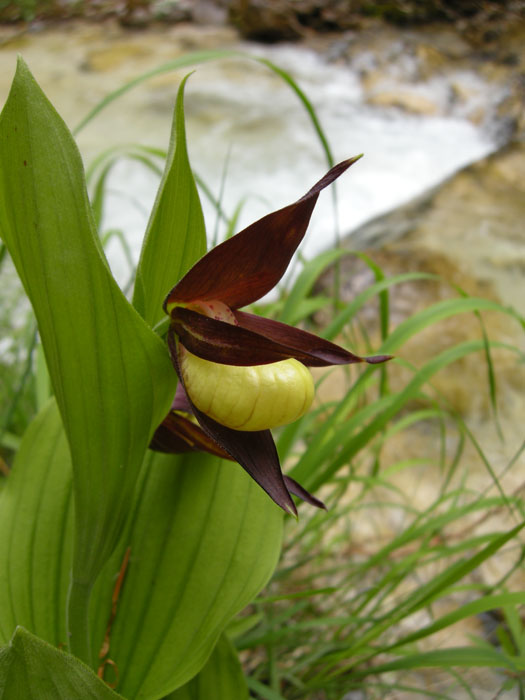 Cypripedium calceolus dell''Abruzzo