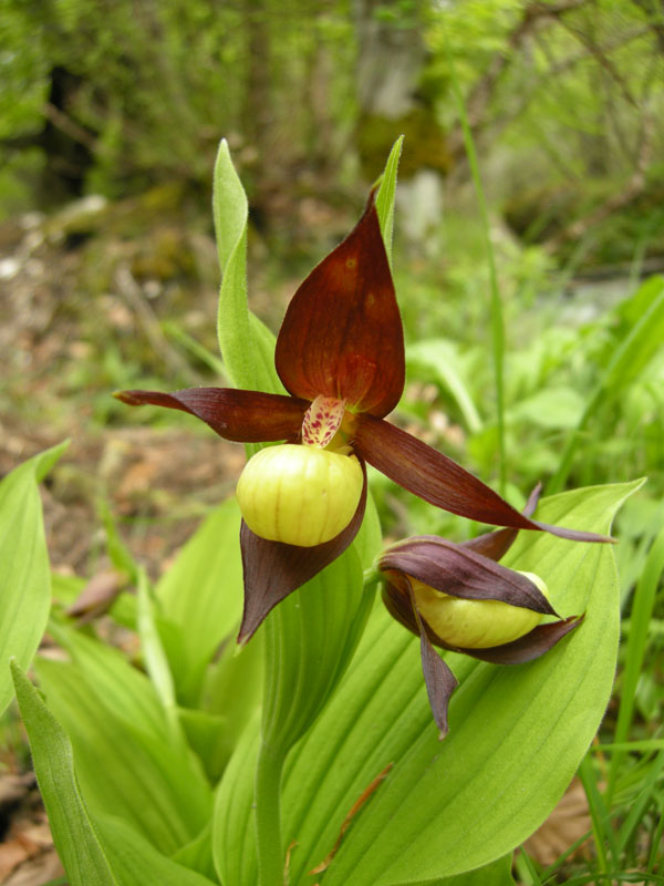 Cypripedium calceolus dell''Abruzzo