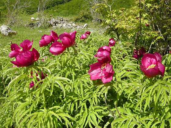 Paeonia officinalis subsp. italica / Peonia italica