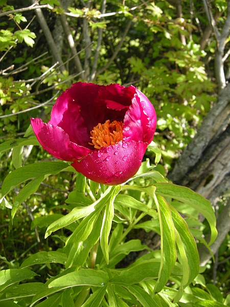 Paeonia officinalis subsp. italica / Peonia italica