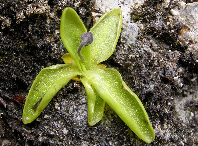 Pinguicula vallis-regiae F. Conti e Peruzzi