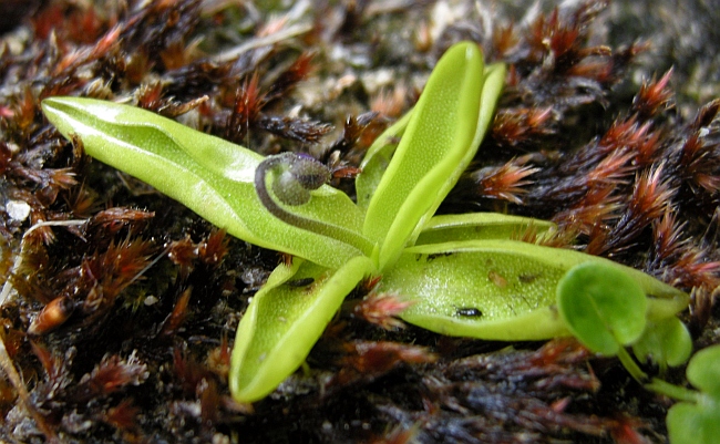 Pinguicula vallis-regiae F. Conti e Peruzzi