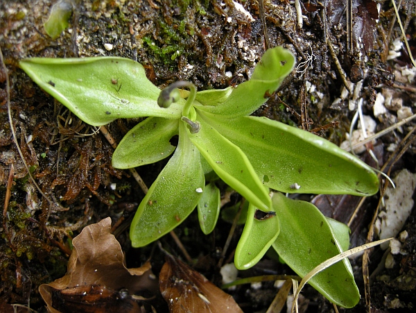 Pinguicula vallis-regiae F. Conti e Peruzzi