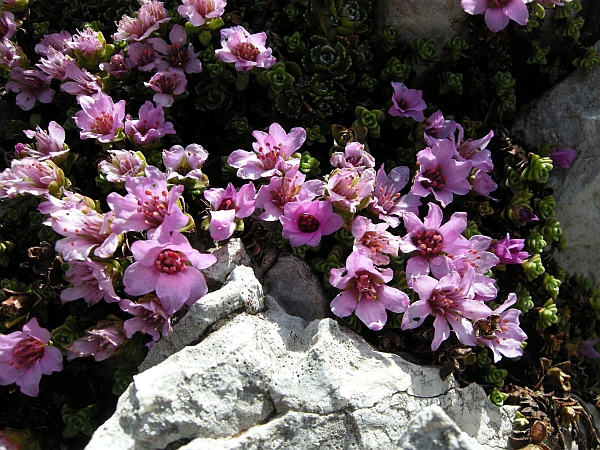 Saxifraga oppositifolia